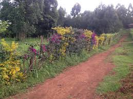 Jubilee party candidate githinji mung'ara is new muguga ward mca mung'ara scored 4,089 votes against uda's kamau thumbi got 4,062 votes mung'ara: Kulta Properties 1 Acre Very Prime Plot For Sale In Muguga