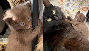 Maybe you would like to learn more about one of these? Cat Has Four Kittens With Rare Brown Coat And Kind Family To Help Them Thrive Love Meow