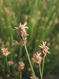 Image result for Eleocharis variegata