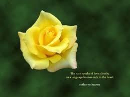 Rose Desktop Wallpaper With Quotes On Roses Rose Yellow Roses Rose Quotes