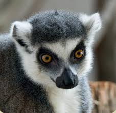 Halka Kuyruklu Lemur Bursa Zoo Bursa Hayvanat Bahcesi