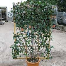 Check out our evergreen shrubs selection for the very best in unique or custom, handmade pieces from our plants shops. Cheap Photinia Fraseri Red Robin Instant Hedge Evergreen Screening Plants Plants Galore Online