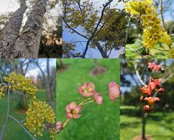 Image result for Ochna pulchra
