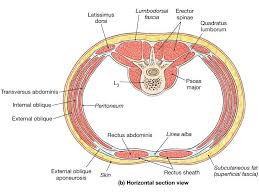 Core Back Exercises Pelvic Floor Muscle Exercises Becoming The Master Of Your Pelvic Abdominal Muscles Anatomy Muscle Anatomy Human Body Anatomy