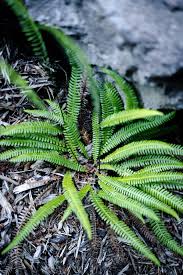 Image result for Blechnum punctulatum