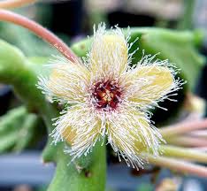 Image result for Tridentea marientalensis