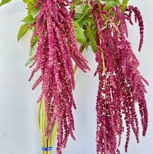 Image result for Amaranthus schinzianus