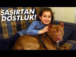pitbull ile 8 yasindaki kizin dostlugu sasirtiyor youtube