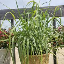Image result for Panicum nervatum