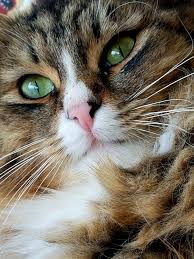 Pin By Demet Bayrakgil On Cats And Kittens Silly Animals Beautiful Cats Cats
