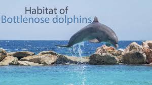 Dolphin Facts For Kids Learn All About Dolphins Kidz Feed