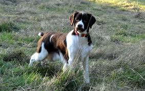 Ann S Lulu From Morgun Brittany S Breeder Brittany Spaniel Breeds Breeders