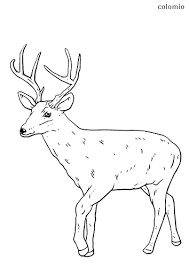Coloring pages of deer antlers. Deers Coloring Pages Free Printable Deer Coloring Sheets