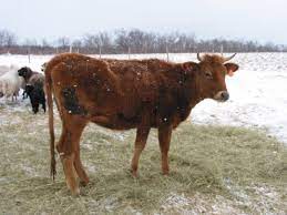 Canadienne in the canadian oxford dictionary, second edition, oxford university press, 2004. Canadienne Cattle Wikipedia