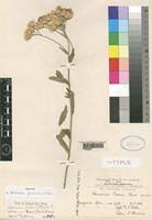 Image result for Vernonia amblyolepis