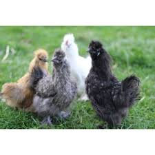 Buy Silkie Chicks Online 0 Shipping Special Assortment Silkie Chickens Sold In Quantities Of 10 Silkies Silkie Chickens Chickens Backyard
