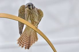 La comunidad giramos, liderada por la empresa cultural cernícalo producciones, continuando con su meta de apoyar la profesionalización de la industria. Cernicalo