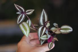 Image result for Tradescantia zebrina