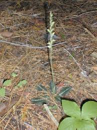 Image result for Goodyera