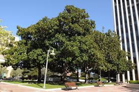 A great many tall and stately magnolia trees dot the lawns in southern landscapes and where we live in houston, texas is no exception. Tree Spotlight Southern Magnolia Canopy Canopy