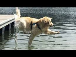 Funniest Animals Best Of The 2020 Funny Animal Videos Cutest Animals Ever Youtube Funny Animal Videos Funny Animals Animals