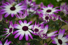 Suntory Supplement: Liven Up Your Landscapes - Lawn & Landscape
