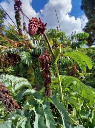 Image result for Melianthus major