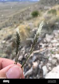 Image result for Enneapogon desvauxii