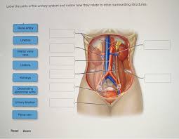 When the volume of the urinary bladder reaches anywhere from 150 to 400 milliliters, its walls begin to stretch and stretch receptors in its walls send signals to the brain and spinal cord. Label The Parts Of The Urinary System And Notice How Chegg Com