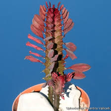 Image result for Euphorbia rubriflora