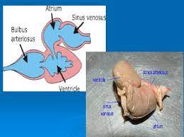 Fish heart chambers represent the atrium andventricles, which are equipped with special valves. Phylum Chordata Class Pisces Fishes Kingdom Animalia Phylum