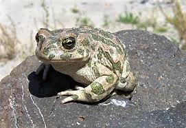 Image result for жаба