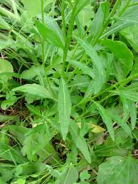 Image result for Brassica