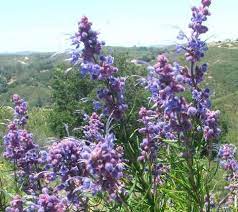 Maybe you would like to learn more about one of these? A Couple Of Hundred Pictures Of California Flowers In A May Native Plant Garden