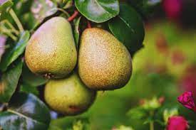 It is wise to berm the area up at least a foot high (31 cm.) to accommodate fruit tree roots. What Fruit Grows At High Altitude Backyard Sidekick