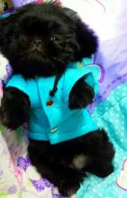 Pin By Joanne Proia On Perros Amigos Fieles Cute Baby Animals Pekingese Puppies Baby Animals
