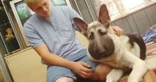 Pin By Alex Yang On Pet Fans Camp Dog Bee Sting I Love Dogs Dogs