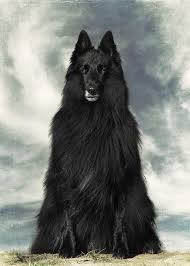 Portrait Of Wolfcub Belgian Shepherd Groenendael Greeting Card For Sale By Wolf Shadow Photography O Belgian Shepherd Groenendael Belgian Dog Belgian Shepherd