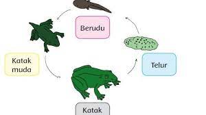 We did not find results for: Kunci Jawaban Tema 1 Kelas 3 Sd Halaman 132 133 134 135 Subtema 3 Pembelajaran 5 Daur Hidup Katak Tribunnews Com Mobile