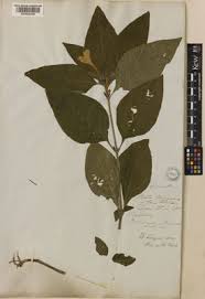 Image result for Thunbergianthus ruwenzoriensis