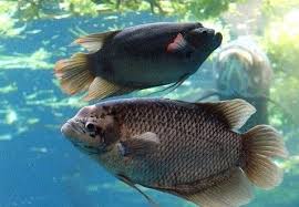 Air Untuk Ikan Gurame Di 2020 Ikan Ikan Air Tawar Hewan