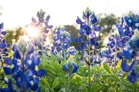 Black nightshade (both the native and introduced varieties) is an annual 6 in. Get To Know The Wildflowers Of Central Texas