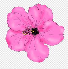 Realistic hibiscus flower leaves set royalty free vector Shoeblackplant Drawing Flower Hibiscus Flower Drawings Herbaceous Plant Pencil Annual Plant Png Pngwing