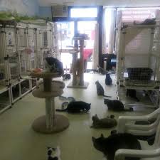 Animal league america's pet adoption center offers a wide variety of highly adoptable dogs, cats, puppies, and kittens just waiting for responsible, loving homes to call their own. Homeless Animal Adoption League Animal Shelter