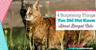 If you do decide to buy one, and you've never owned one. 4 Surprising Things You Did Not Know About Bengal Cats