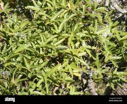 Image result for Cussonia natalensis