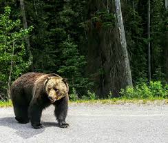 But can we make room for them? Grizzly Bears And Black Bears Of Banff National Park