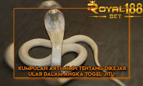 Kumpulan Arti Mimpi Tentang Dikejar Ular Dalam Angka Togel Jitu