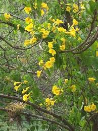 Easy to care for, forms neat. 20 Arizona Vines Ideas Vines Plants Bougainvillea