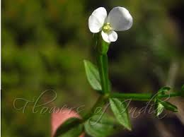 Image result for Canscora diffusa